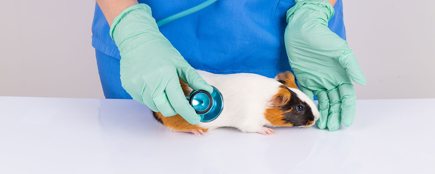 Pocket Pet Vet | Exotic Animal Veterinarian | Rodent Clinic