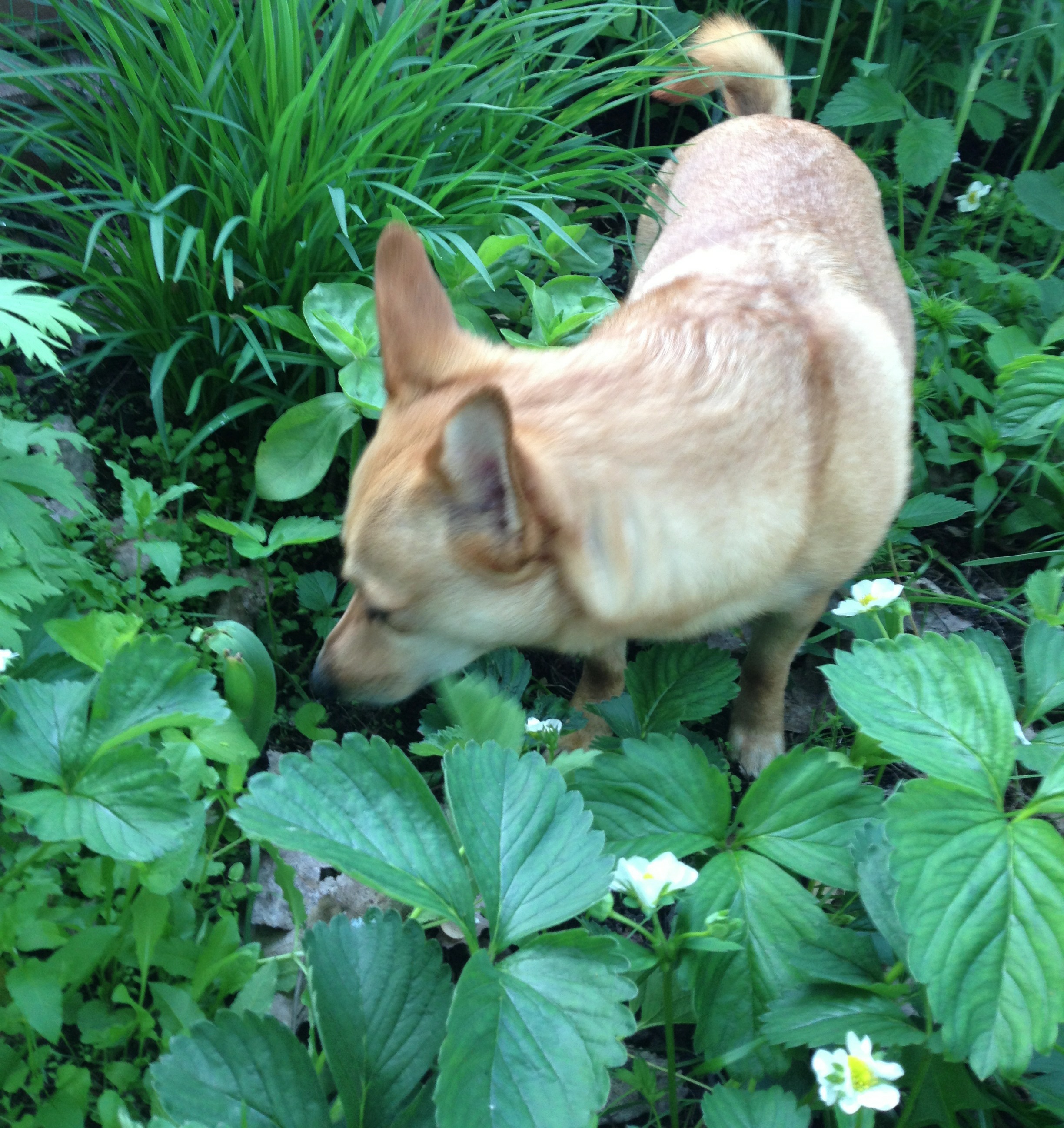 is rhubarb leaves poisonous to dogs