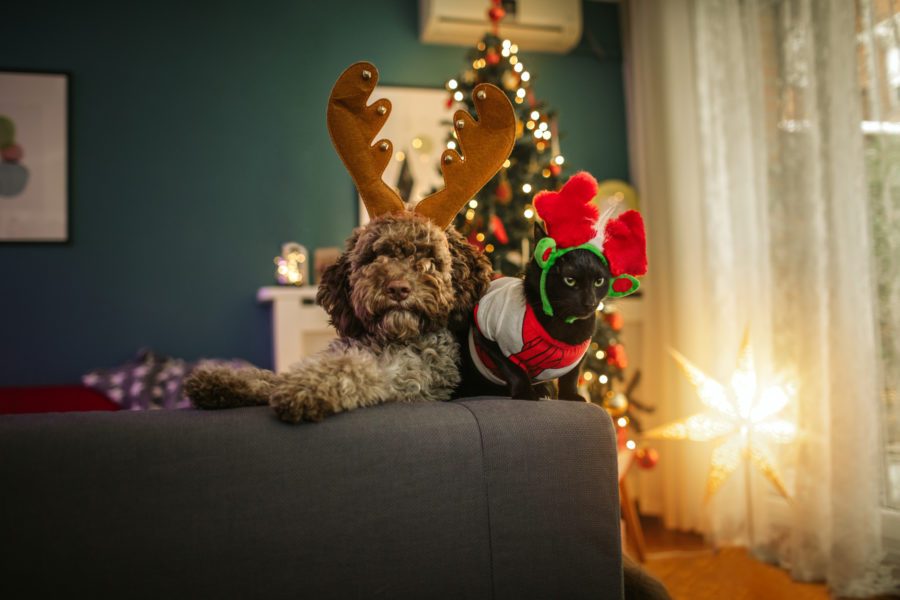 Holiday-Tips-for-Pets-Heritage-Animal-Hospital-Maple-Grove